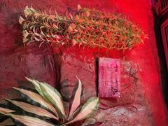 -醉小酒馆·川菜·江湖菜·重庆菜(观音桥旗舰店)