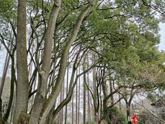 -上海醉白池公园