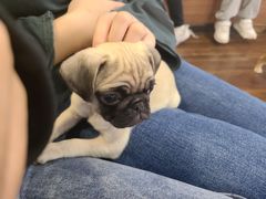 -柯斗斗主题餐厅·狗咖·围炉煮茶·茶饮(国瑞升平里店)