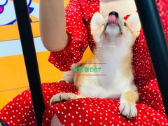 -柴犬高等学院·狗咖·柴犬售卖·宠物训练