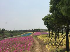 -杭州湾海上花田景区