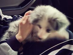 -博特宠物医院24h犬猫全科.骨科·异宠