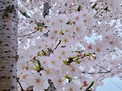 -高东镇樱花园