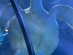 -太平洋海底世界