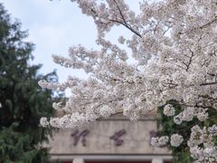 -武汉大学-樱园