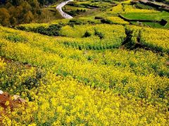 -桑洲油菜花景区