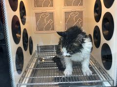 -中农国际动物医院24小时·猫科·骨科·急重症中心