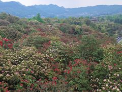 -贵州百里杜鹃风景名胜区