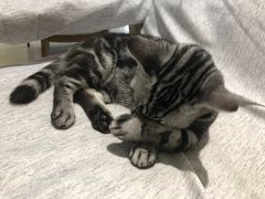 -藏猫猫咖啡主题馆(中央大道店)