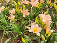 -汉长安城未央宫国家考古遗址公园