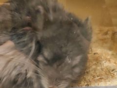 -momokira米努特·德文卷毛猫·棉花面纱犬