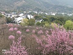 -香雪海