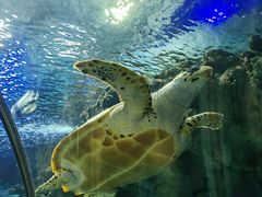 -上海海洋水族馆