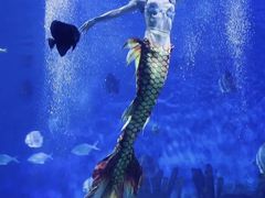 -海合安武汉极地海洋公园