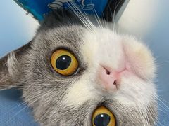 -纳吉亚猫专科动物诊疗中心(蒋宅口分院)