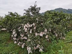 -成都蒲江花样年福朋喜来登度假酒店·宜客乐西餐厅