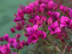 -美尚美鲜花(花情巧意花艺馆)