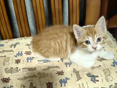 -爱侣宠医·鹦鹉专科·小型哺乳类·异宠专科(灵石路店)