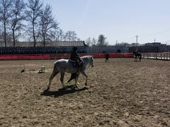 -北京群众马术培训基地