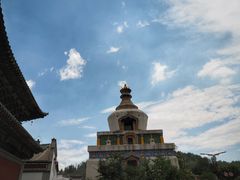-塔尔寺-菩提树