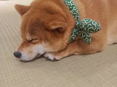 -逗柴咖啡屋·狗咖猫咖宠物桌游