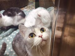 -more than meow吴止猫主题餐厅(承德 中船汇店)