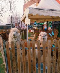 点击看大图 -萌宠亲子动物乐园(槐房万达店)