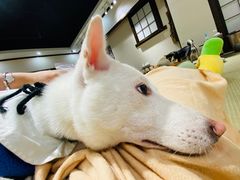 -逗柴咖啡屋·狗咖猫咖宠物桌游