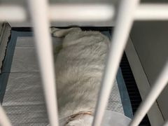 -拜鲁耶动物诊疗中心·宠家动物医院