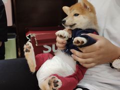 -逗柴咖啡屋·狗咖猫咖宠物桌游