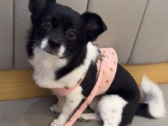 -美联众合动物医院·24h转诊中心