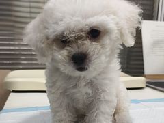 -美美宠物诊疗中心·异宠·骨科(滨江东信分院)