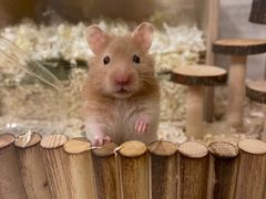-Pets First伊珊娜洗护·精致美容·家庭式寄养(新会路店)