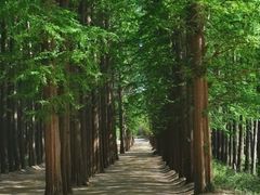 -日照海滨国家森林公园