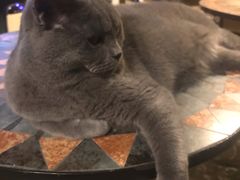-猫猫幼稚园·撸猫·桌游·电玩