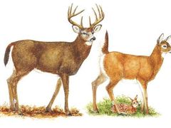 -THE ALLEY 鹿角巷(合生汇店)