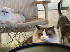 -喵屿·大理花园猫咖