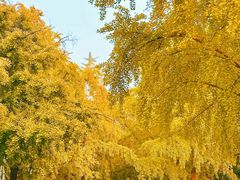 -三里屯东五街银杏大道