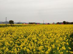 -桑洲油菜花景区