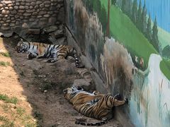-西霞口神雕山野生动物世界