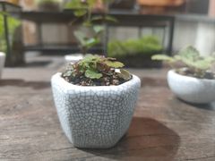 -植觉