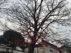 -石塘人家