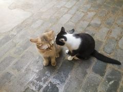 -喵屿·大理花园猫咖