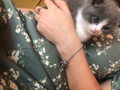 -糯米喵星人总部直营旗舰店·猫舍·幼猫出售