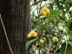 -广西壮族自治区药用植物园