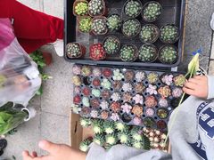 -南山植物园