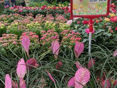 -荷兰花海