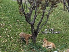 -北京野生动物园