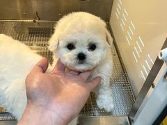-萌宠之家·腊肠犬·马尔泰·小体犬舍