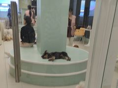 -怪兽屋·羊驼·猫咖·狗咖(俊华广场店)